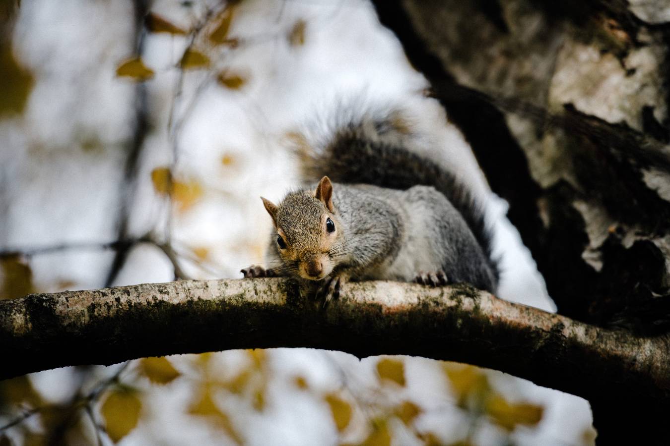 Lightbox Options Uncode